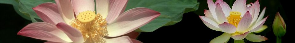 Yoga atempraxis lotus flowers